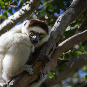 2013-08-03 - Verreaux Sifaka (Propithecus verreauxi)<br/>Zombitse-Vohibasia NP - Sakahara - Madagaskar<br/>Canon EOS 7D - 400 mm - f/5.6, 1/800 sec, ISO 800