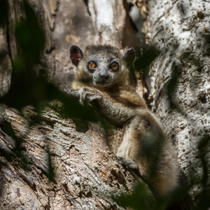 2013-08-03 - Hubbards sportive lemur (Lepilemur hubbardorum)<br/>Zombitse-Vohibasia NP - Sakahara - Madagaskar<br/>Canon EOS 7D - 400 mm - f/5.6, 1/1250 sec, ISO 800