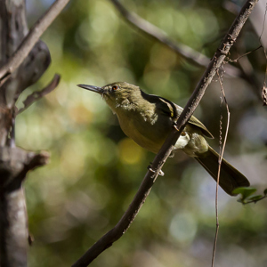2013-08-03 - Geen idee welk vogeltje dit is<br/>Zombitse-Vohibasia NP - Sakahara - Madagaskar<br/>Canon EOS 7D - 220 mm - f/5.0, 1/3200 sec, ISO 1600