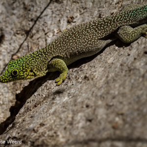 2013-08-03 - Standings daggekko (Phelsuma standingi)<br/>Zombitse-Vohibasia NP - Sakahara - Madagaskar<br/>Canon EOS 7D - 100 mm - f/5.6, 1/800 sec, ISO 200