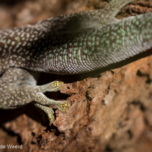 2013-08-03 - Standings daggekko (Phelsuma standingi)<br/>Zombitse-Vohibasia NP - Sakahara - Madagaskar<br/>Canon EOS 7D - 100 mm - f/4.0, 1/1600 sec, ISO 200