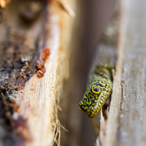 2013-08-03 - Standings daggekko (Phelsuma standingi)<br/>Zombitse-Vohibasia NP - Sakahara - Madagaskar<br/>Canon EOS 7D - 100 mm - f/2.8, 1/125 sec, ISO 200