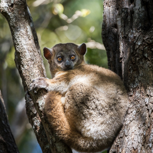 2013-08-03 - Hubbards sportive lemur (Lepilemur hubbardorum)<br/>Zombitse-Vohibasia NP - Sakahara - Madagaskar<br/>Canon EOS 7D - 400 mm - f/5.6, 1/500 sec, ISO 800
