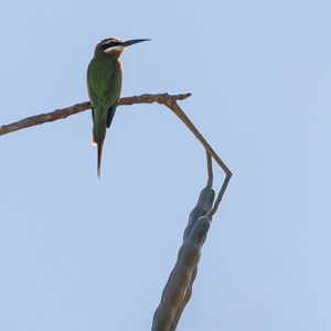 2013-08-03 - Bijeneter<br/>Zombitse-Vohibasia NP - Sakahara - Madagaskar<br/>Canon EOS 7D - 400 mm - f/5.6, 1/1600 sec, ISO 200