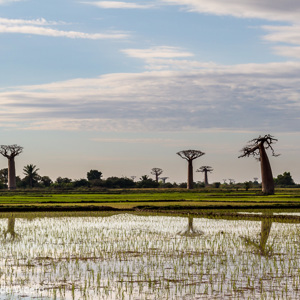 2013-08-07 - Rijst en baobab-bomen<br/>Onderweg - Morondava - Bekopaka - Madagaskar<br/>Canon EOS 7D - 47 mm - f/11.0, 1/125 sec, ISO 200