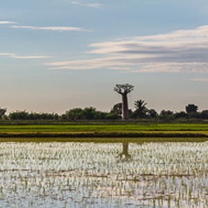 2013-08-07 - Panorama van rijstvelden en baobab-bomen<br/>Onderweg - Morondava - Bekopaka - Madagaskar<br/>Canon EOS 7D - 55 mm - f/11.0, 0.01 sec, ISO 200