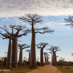 2013-08-07 - Baobab Allee<br/>Allee des Baobab - Morondava - Madagaskar<br/>Canon EOS 7D - 24 mm - f/11.0, 1/200 sec, ISO 200