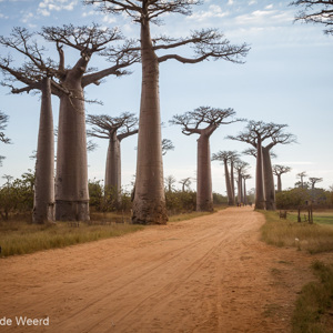 2013-08-07 - Carin bij de Baobab Allee<br/>Allee des Baobab - Morondava - Madagaskar<br/>Canon EOS 7D - 24 mm - f/11.0, 0.01 sec, ISO 200