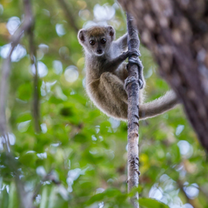 2013-08-08 - Grijze halfmaki / Grey bamboo lemur (Hapalemur griseus occidenta<br/>Tsingy de Bemaraha NP - Bekopaka - Madagaskar<br/>Canon EOS 7D - 275 mm - f/5.6, 1/80 sec, ISO 1600