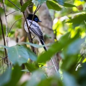 2013-08-08 - Madagaskarparadijsmonarch / Paradise flycathcer (Terpsiphone mut<br/>Tsingy de Bemaraha NP - Bekopaka - Madagaskar<br/>Canon EOS 7D - 250 mm - f/5.6, 1/125 sec, ISO 1600