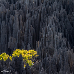 2013-08-08 - Toch groeit er ook nog wat<br/>Tsingy de Bemaraha NP - Bekopaka - Madagaskar<br/>Canon EOS 7D - 210 mm - f/8.0, 1/500 sec, ISO 400
