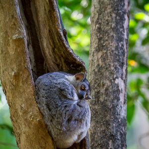 2013-08-08 - Wezelmaki / Sportive lemur (Lepilemur)<br/>Tsingy de Bemaraha NP - Bekopaka - Madagaskar<br/>Canon EOS 7D - 400 mm - f/5.6, 1/60 sec, ISO 1600