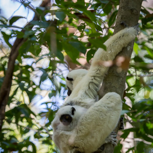 2013-08-08 - Decken's Sifaka (Propithecus Deckenii)<br/>Tsingy de Bemaraha NP - Bekopaka - Madagaskar<br/>Canon EOS 7D - 235 mm - f/5.6, 1/400 sec, ISO 1600