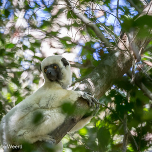 2013-08-08 - Decken's Sifaka (Propithecus Deckenii)<br/>Tsingy de Bemaraha NP - Bekopaka - Madagaskar<br/>Canon EOS 7D - 400 mm - f/5.6, 1/200 sec, ISO 1600