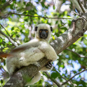 2013-08-08 - Decken's Sifaka (Propithecus Deckenii)<br/>Tsingy de Bemaraha NP - Bekopaka - Madagaskar<br/>Canon EOS 7D - 200 mm - f/5.6, 1/160 sec, ISO 1600