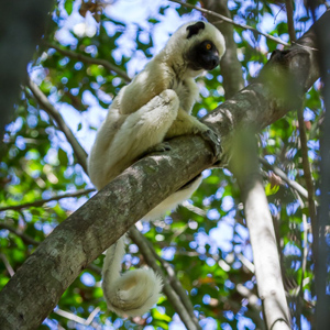 2013-08-08 - Decken's Sifaka (Propithecus Deckenii)<br/>Tsingy de Bemaraha NP - Bekopaka - Madagaskar<br/>Canon EOS 7D - 170 mm - f/5.6, 1/500 sec, ISO 1600