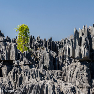 2013-08-08 - De eenzame boom<br/>Tsingy de Bemaraha NP - Bekopaka - Madagaskar<br/>Canon EOS 7D - 84 mm - f/8.0, 1/320 sec, ISO 400