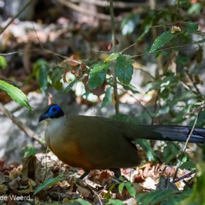 2013-08-08 - Grote coua / Giant Coua (Coua gigas)<br/>Tsingy de Bemaraha NP - Bekopaka - Madagaskar<br/>Canon EOS 7D - 100 mm - f/5.6, 1/500 sec, ISO 3200