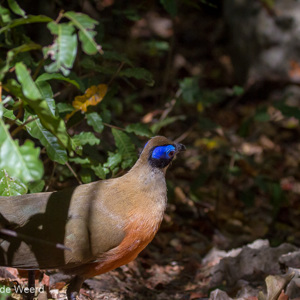2013-08-08 - Grote coua / Giant Coua (Coua gigas)<br/>Tsingy de Bemaraha NP - Bekopaka - Madagaskar<br/>Canon EOS 7D - 100 mm - f/5.6, 1/2500 sec, ISO 1600