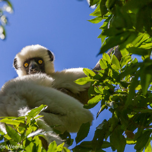 2013-08-08 - Decken's Sifaka (Propithecus Deckenii)<br/>Tsingy de Bemaraha NP - Bekopaka - Madagaskar<br/>Canon EOS 7D - 375 mm - f/5.6, 1/2500 sec, ISO 800