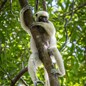 2013-08-08 - Decken's Sifaka (Propithecus Deckenii)<br/>Tsingy de Bemaraha NP - Bekopaka - Madagaskar<br/>Canon EOS 7D - 235 mm - f/5.0, 1/250 sec, ISO 800