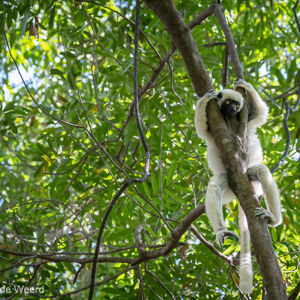 2013-08-08 - Decken's Sifaka (Propithecus Deckenii)<br/>Tsingy de Bemaraha NP - Bekopaka - Madagaskar<br/>Canon EOS 7D - 150 mm - f/5.0, 1/320 sec, ISO 1600