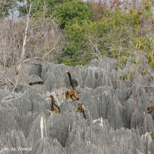 2013-08-09 - Bruine maki / Common brown lemur (Eulemur fulvus)<br/>Tsingy de Bemaraha NP - Bekopaka - Madagaskar<br/>Canon PowerShot SX1 IS - 100 mm - f/5.7, 1/400 sec, ISO 200