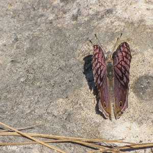 2013-08-09 - Hand-grote vlinder<br/>Tsingy de Bemaraha NP - Bekopaka - Madagaskar<br/>Canon PowerShot SX1 IS - 100 mm - f/5.7, 1/640 sec, ISO 80