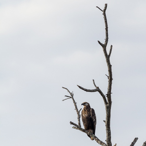 2013-08-10 - Waarschijnlijk een visarend<br/>Tsingy de Bemaraha NP - Bekopaka - Madagaskar<br/>Canon EOS 7D - 400 mm - f/5.6, 1/1000 sec, ISO 400