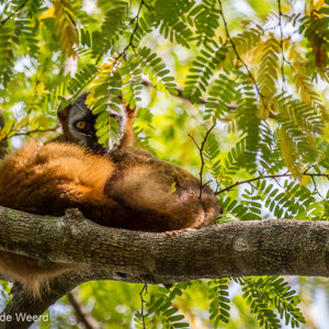 2013-08-10 - Bruine maki / Common brown lemur (Eulemur fulvus)<br/>Tsingy de Bemaraha NP - Bekopaka - Madagaskar<br/>Canon EOS 7D - 400 mm - f/5.6, 1/640 sec, ISO 800