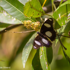 2013-08-10 - Vlinderje<br/>Tsingy de Bemaraha NP - Bekopaka - Madagaskar<br/>Canon EOS 7D - 400 mm - f/5.6, 1/1250 sec, ISO 400