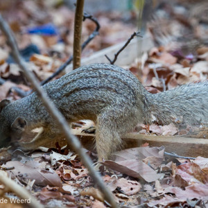 2013-08-11 - Smalstreepmangoest (Mungotictis decemlineata)<br/>Kirindy Private Reserve - Morondava - Madagaskar<br/>Canon EOS 7D - 250 mm - f/5.6, 1/80 sec, ISO 1600