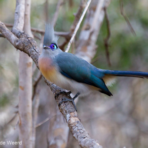 2013-08-11 - Kuifcoua / Crested Coua (Coua cristata)<br/>Kirindy Private Reserve - Morondava - Madagaskar<br/>Canon EOS 7D - 310 mm - f/5.6, 1/200 sec, ISO 1600