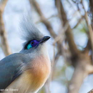 2013-08-11 - Kuifcoua / Crested Coua (Coua cristata)<br/>Kirindy Private Reserve - Morondava - Madagaskar<br/>Canon EOS 7D - 400 mm - f/5.6, 1/200 sec, ISO 1600