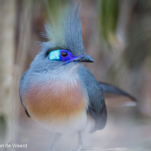 2013-08-11 - Kuifcoua / Crested Coua (Coua cristata)<br/>Kirindy Private Reserve - Morondava - Madagaskar<br/>Canon EOS 7D - 400 mm - f/5.6, 1/125 sec, ISO 1600