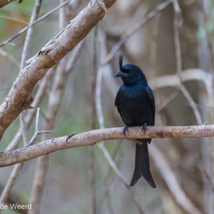 2013-08-11 - Haarkuifdrongo (Dicrurus hottentottus)<br/>Kirindy Private Reserve - Morondava - Madagaskar<br/>Canon EOS 7D - 400 mm - f/5.6, 1/60 sec, ISO 1600