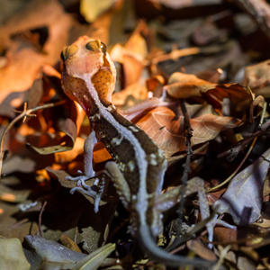 2013-08-11 - Big headed gecko (Paroedura pictus)<br/>Kirindy Private Reserve - Morondava - Madagaskar<br/>Canon EOS 7D - 100 mm - f/4.0, 1/80 sec, ISO 1600
