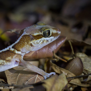 2013-08-11 - Big headed gecko (Paroedura pictus)<br/>Kirindy Private Reserve - Morondava - Madagaskar<br/>Canon EOS 7D - 100 mm - f/4.0, 0.02 sec, ISO 1600