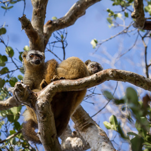 2013-08-12 - Bruine maki / Common brown lemur (Eulemur fulvus)<br/>Kirindy Private Reserve - Morondava - Madagaskar<br/>Canon EOS 7D - 220 mm - f/6.3, 1/640 sec, ISO 400