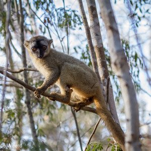 2013-08-12 - Bruine maki / Common brown lemur (Eulemur fulvus)<br/>Kirindy Private Reserve - Morondava - Madagaskar<br/>Canon EOS 7D - 105 mm - f/6.3, 1/80 sec, ISO 400