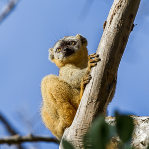 2013-08-12 - Bruine maki / Common brown lemur (Eulemur fulvus)<br/>Kirindy Private Reserve - Morondava - Madagaskar<br/>Canon EOS 7D - 330 mm - f/6.3, 1/1000 sec, ISO 400