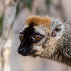 2013-08-12 - Bruine maki / Common brown lemur (Eulemur fulvus)<br/>Kirindy Private Reserve - Morondava - Madagaskar<br/>Canon EOS 7D - 400 mm - f/6.3, 0.01 sec, ISO 400