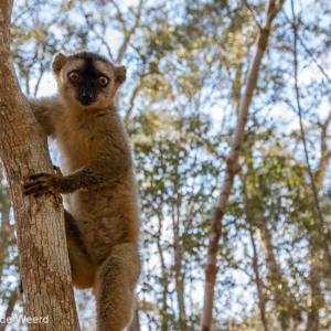 2013-08-12 - Bruine maki / Common brown lemur (Eulemur fulvus)<br/>Kirindy Private Reserve - Morondava - Madagaskar<br/>Canon EOS 7D - 24 mm - f/5.6, 1/160 sec, ISO 800