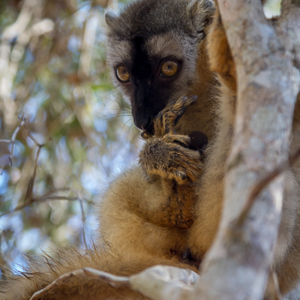 2013-08-12 - Bruine maki / Common brown lemur (Eulemur fulvus)<br/>Kirindy Private Reserve - Morondava - Madagaskar<br/>Canon EOS 7D - 105 mm - f/5.6, 1/40 sec, ISO 800