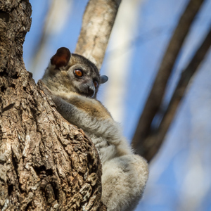 2013-08-12 - Roodstaartwezelmaki / Red tailed sportive lemur (Lepilemur rufic<br/>Kirindy Private Reserve - Morondava - Madagaskar<br/>Canon EOS 7D - 300 mm - f/6.3, 1/800 sec, ISO 800