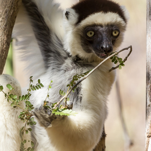 2013-08-12 - Verreaux Sifaka (Propithecus verreauxi)<br/>Kirindy Private Reserve - Morondava - Madagaskar<br/>Canon EOS 7D - 400 mm - f/5.6, 1/400 sec, ISO 400