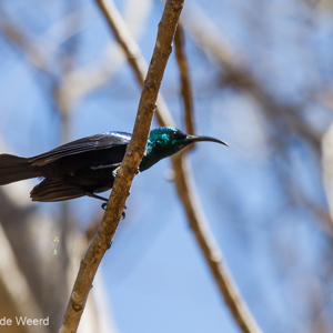 2013-08-12 - Tja, hoe heet deze vogel?<br/>Kirindy Private Reserve - Morondava - Madagaskar<br/>Canon EOS 7D - 400 mm - f/5.6, 1/1000 sec, ISO 400