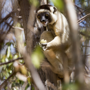 2013-08-12 - Verreaux Sifaka (Propithecus verreauxi)<br/>Kirindy Private Reserve - Morondava - Madagaskar<br/>Canon EOS 7D - 400 mm - f/5.6, 1/800 sec, ISO 400