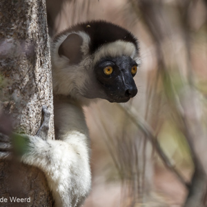 2013-08-12 - Verreaux Sifaka (Propithecus verreauxi)<br/>Kirindy Private Reserve - Morondava - Madagaskar<br/>Canon EOS 7D - 400 mm - f/5.6, 1/250 sec, ISO 400
