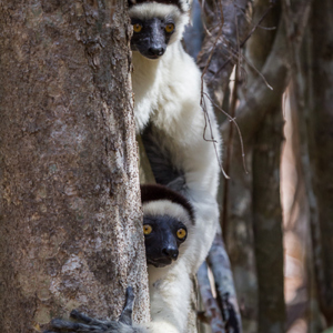 2013-08-12 - Verreaux Sifaka (Propithecus verreauxi)<br/>Kirindy Private Reserve - Morondava - Madagaskar<br/>Canon EOS 7D - 220 mm - f/5.6, 1/400 sec, ISO 800